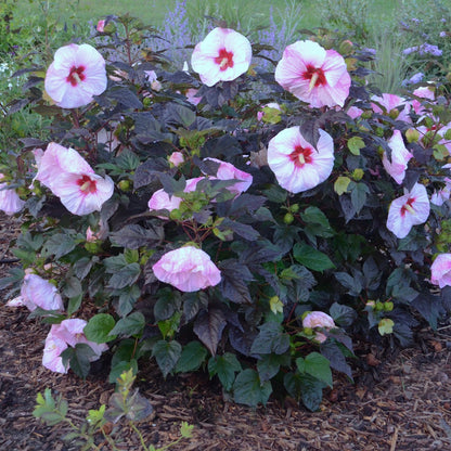 Hibiscus moscheutos Summerific® Perfect Storm - 'Ketmie des Marais Summerific® Perfect Storm