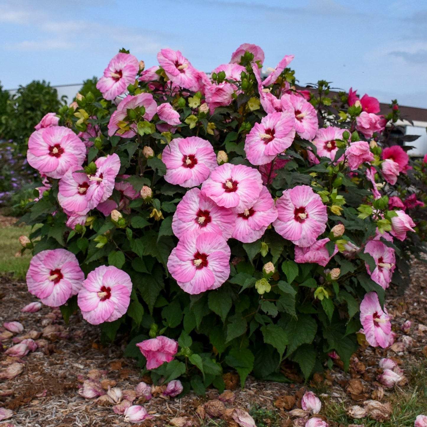 Hibiscus moscheutos Summerific® 'Spinderella' – Rose Mallow 'Spinderella'