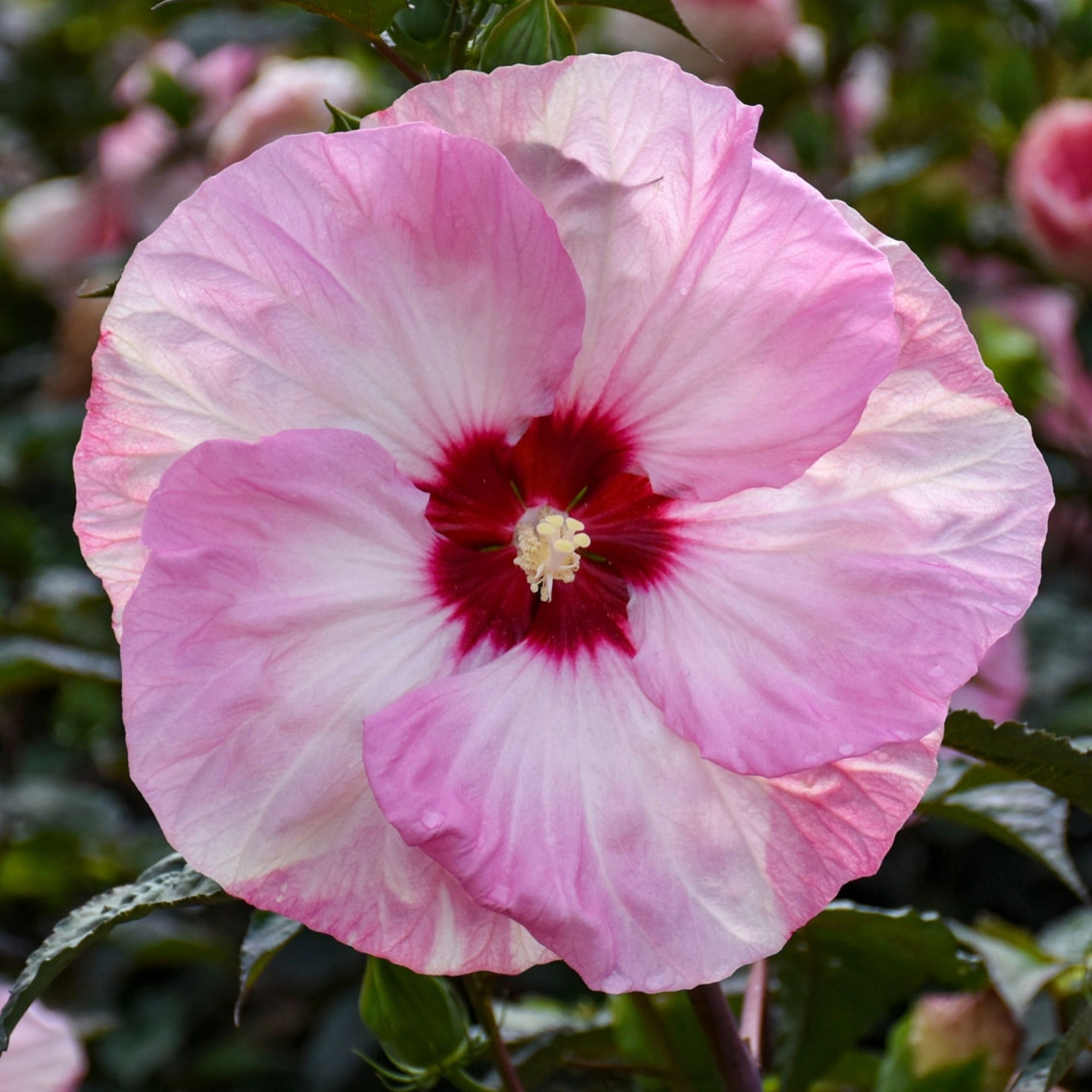 A Swirl of Tropical Colour | 'Spinderella' Rose Mallow | Hibiscus