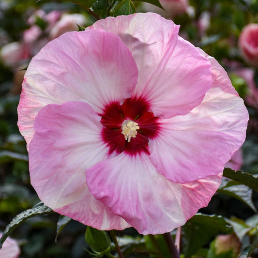 Hibiscus moscheutos Summerific® 'Spinderella' – Rose Mallow 'Spinderella'