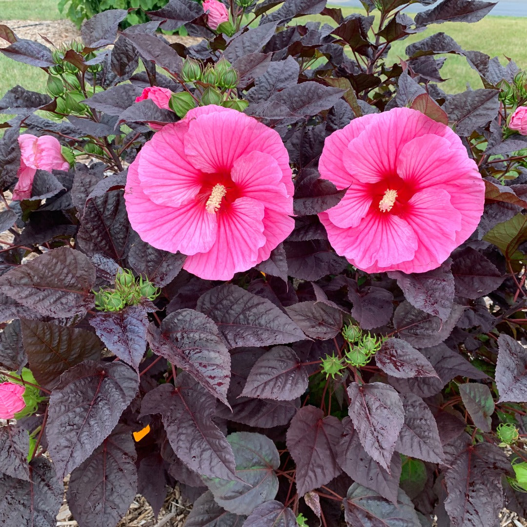 Hibiscus moscheutos Summerific® 'Edge of Night' – Summerific® 'Edge of Night' Rose Mallow