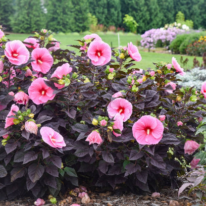 Hibiscus moscheutos Summerific® 'Edge of Night' – Summerific® 'Edge of Night' Rose Mallow