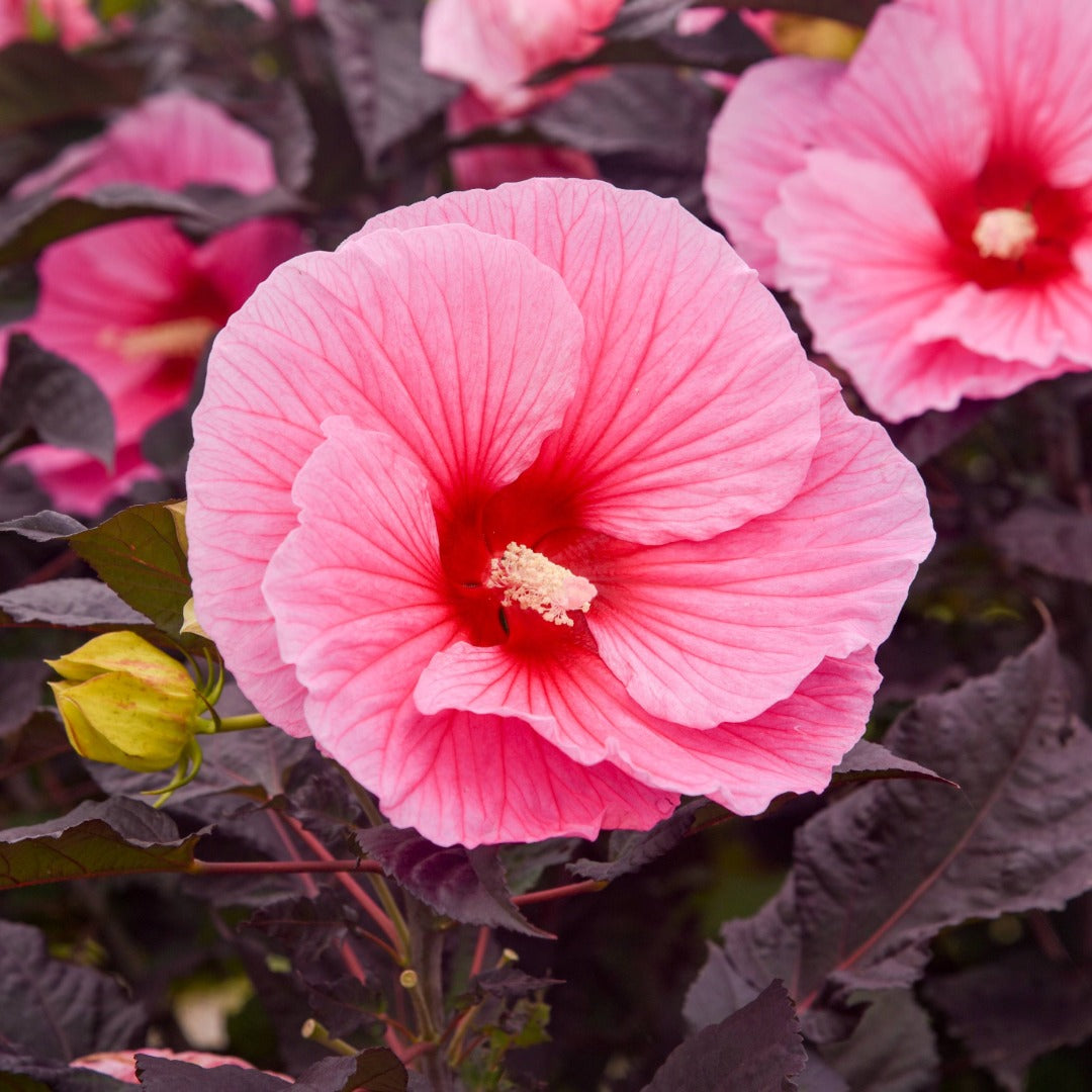 Hibiscus moscheutos Summerific® 'Edge of Night' – Summerific® 'Edge of Night' Rose Mallow