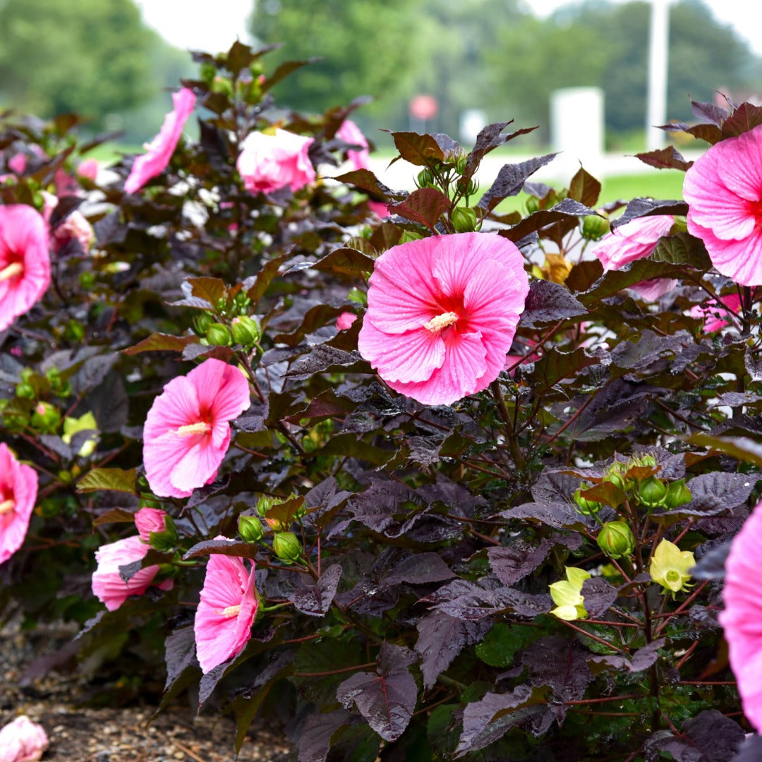 Hibiscus moscheutos Summerific® 'Edge of Night' – Summerific® 'Edge of Night' Rose Mallow