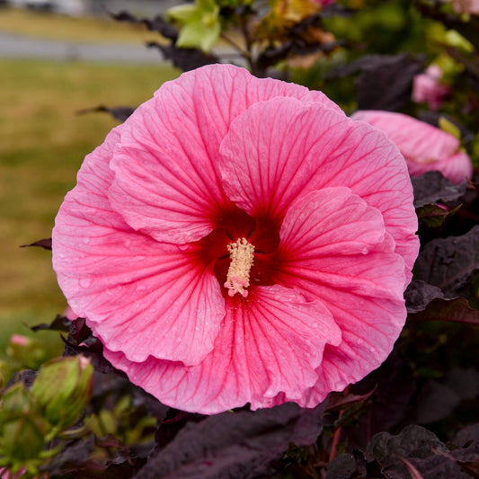 Hibiscus moscheutos Summerific® 'Edge of Night' – Ketmie des marais Summerific® 'Edge of Night'