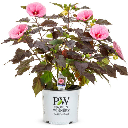 Hibiscus moscheutos Summerific® 'Edge of Night' – Summerific® 'Edge of Night' Rose Mallow