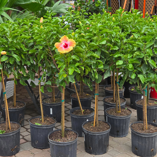 Sélection d'Hibiscus sur tige - Rose de Chine