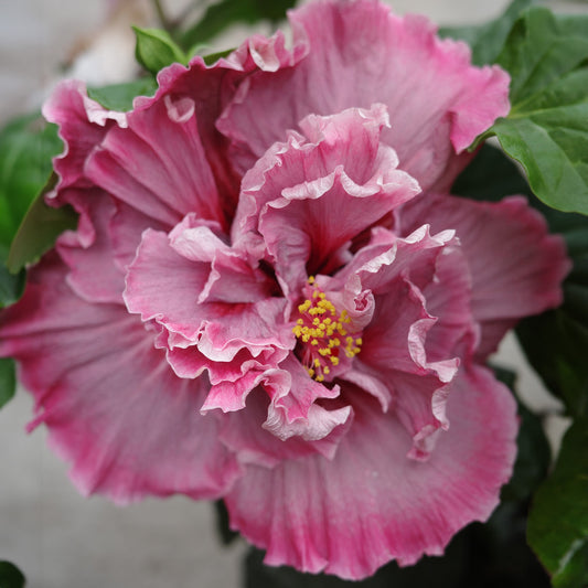 Tropical Hibiscus