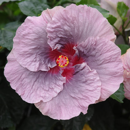 Hibiscus de collection