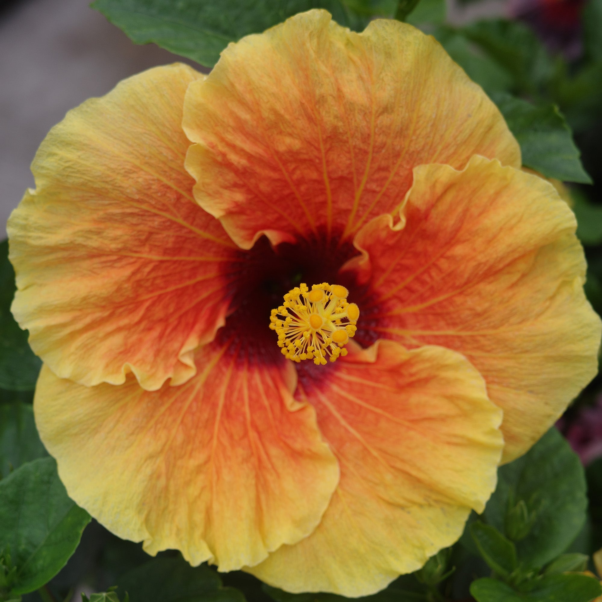 Hibiscus de collection Jardineries Botanix