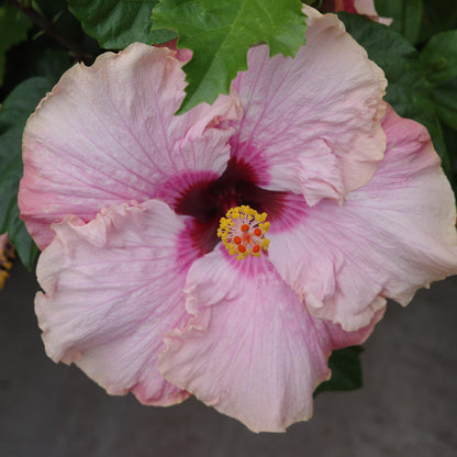 Hibiscus de collection