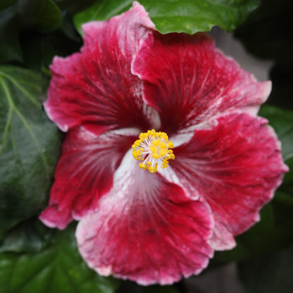 Hibiscus de collection