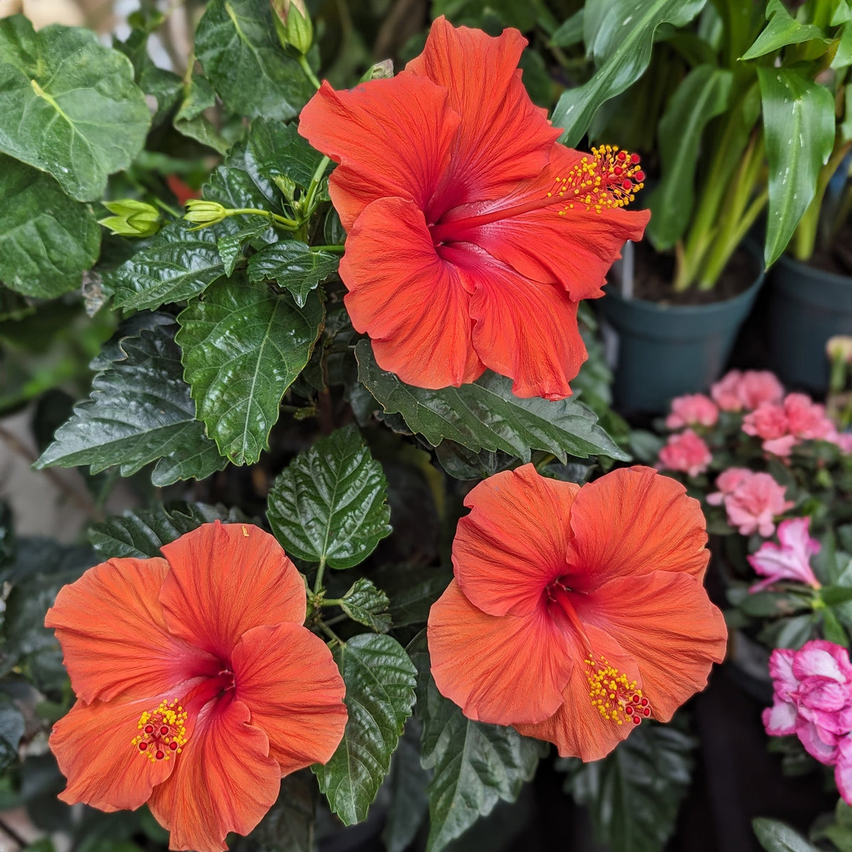 200 Graines D'Hibiscus - Graines De Fleurs Pour Jardin, Bonsaï Et Décoration Intérieure