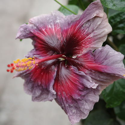 Hibiscus de collection