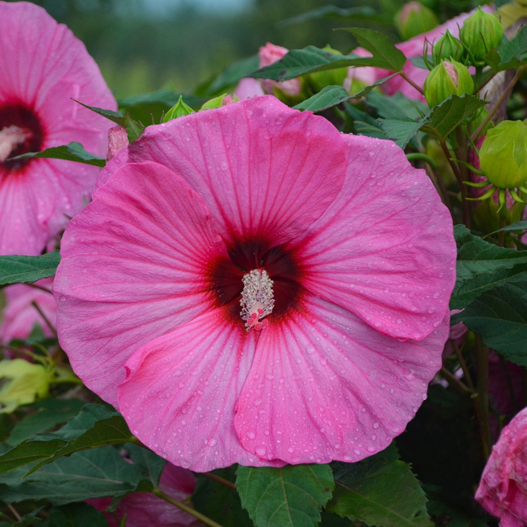 Hibiscus moscheutos 'Summerific® 'Candy Crush' – Ketmie des marais 'Candy Crush'