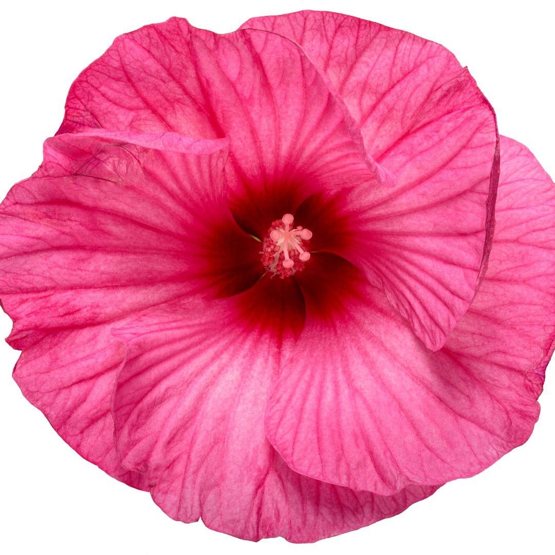 Hibiscus moscheutos 'Summerific® 'Candy Crush' – Ketmie des marais 'Candy Crush'