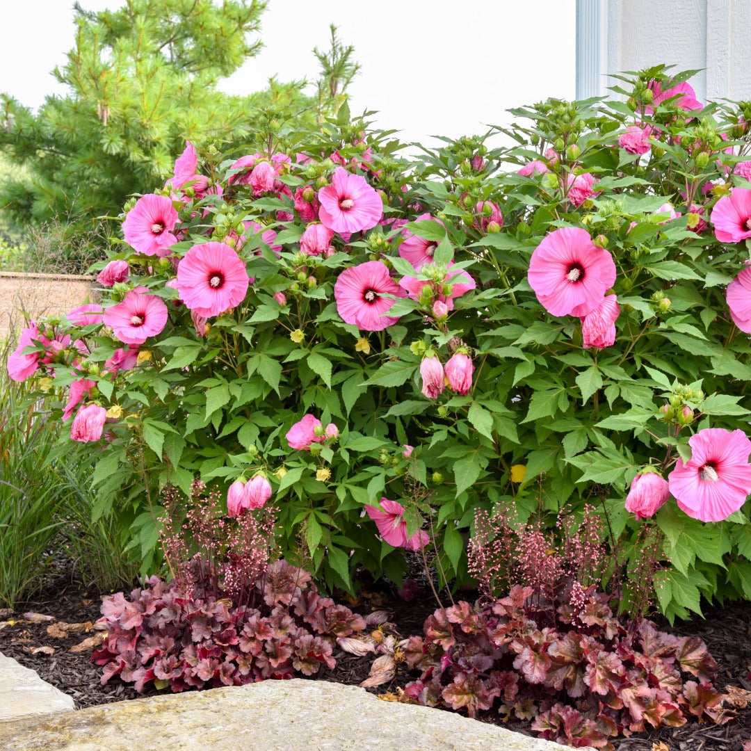Hibiscus moscheutos 'Summerific® 'Candy Crush' – Ketmie des marais 'Candy Crush'
