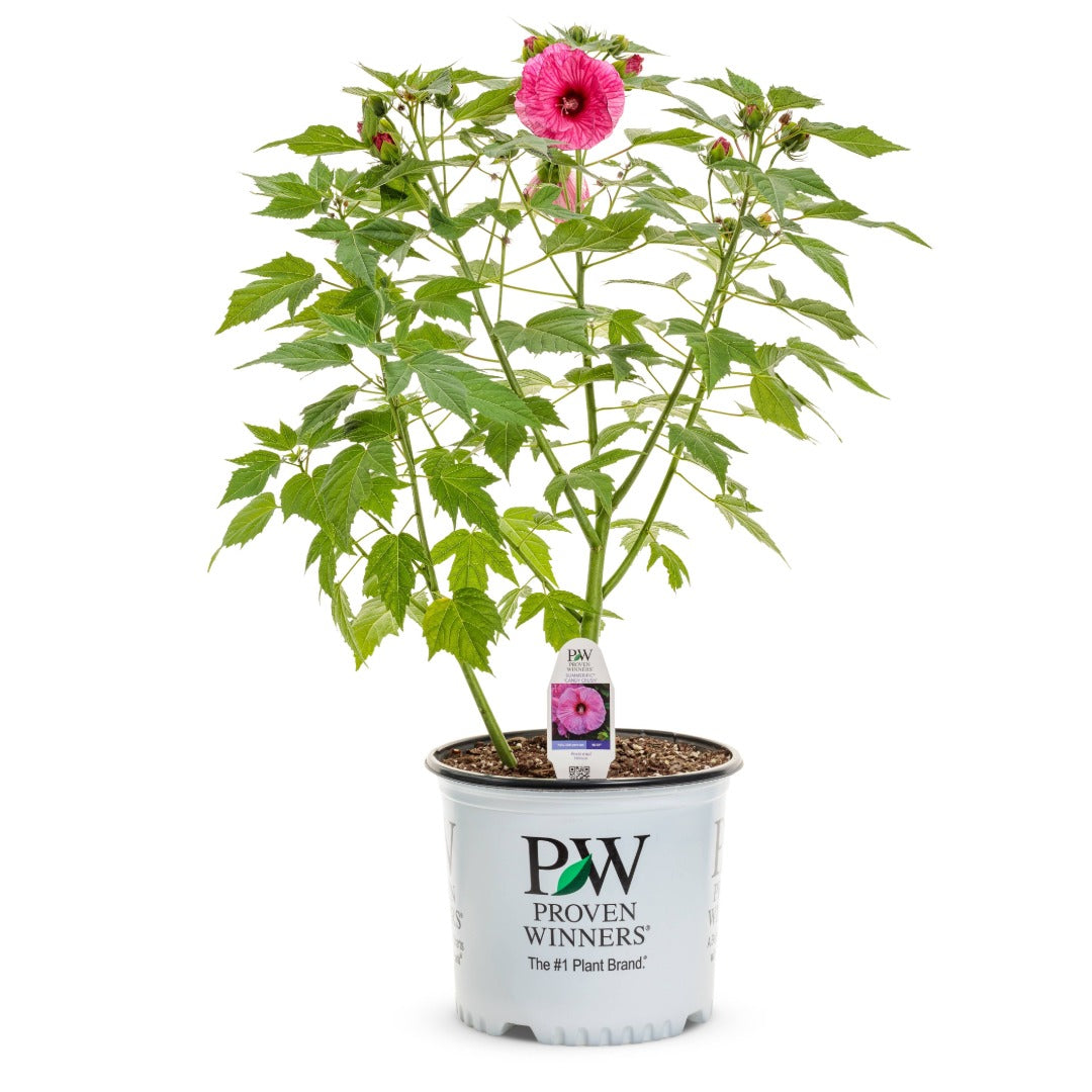 Hibiscus moscheutos 'Summerific® 'Candy Crush' – Ketmie des marais 'Candy Crush'