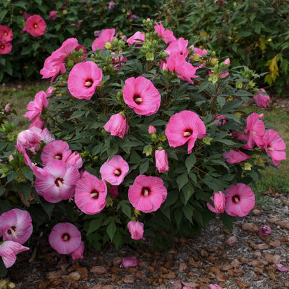 Hibiscus moscheutos 'Summerific® 'Candy Crush' – Ketmie des marais 'Candy Crush'