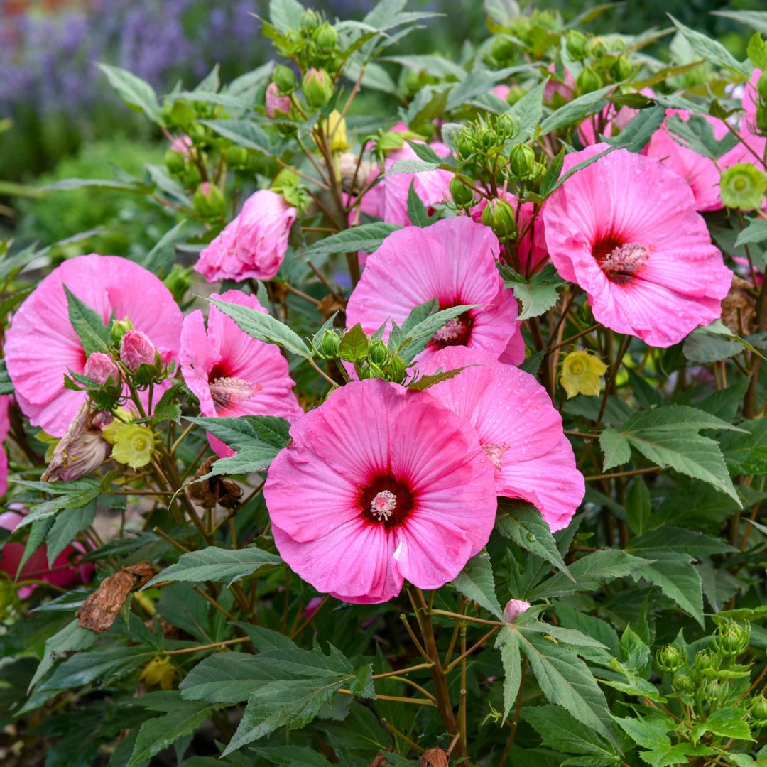Hibiscus moscheutos 'Summerific® 'Candy Crush' – Ketmie des marais 'Candy Crush'