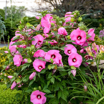 Hibiscus moscheutos 'Summerific® 'Candy Crush' – Ketmie des marais 'Candy Crush'