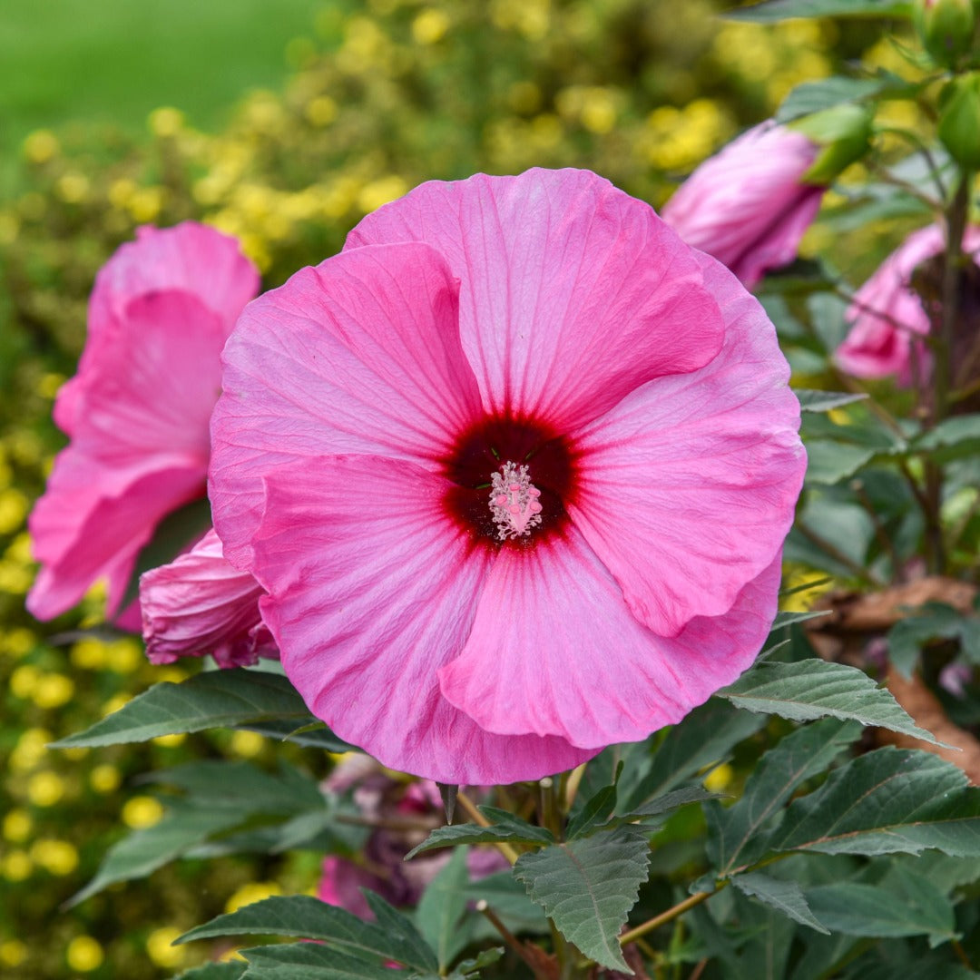 Hibiscus moscheutos 'Summerific® 'Candy Crush' – Ketmie des marais 'Candy Crush'