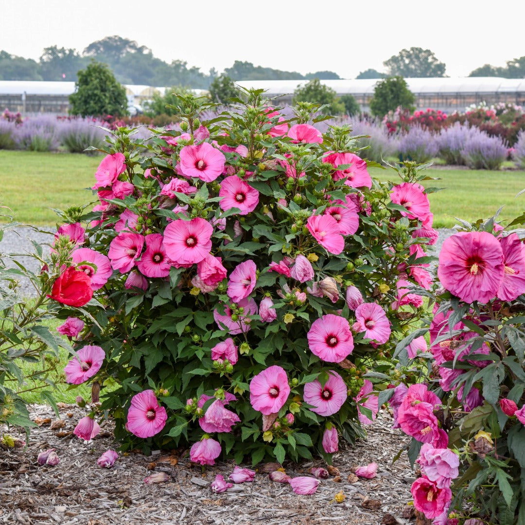 Hibiscus moscheutos 'Summerific® 'Candy Crush' – Ketmie des marais 'Candy Crush'