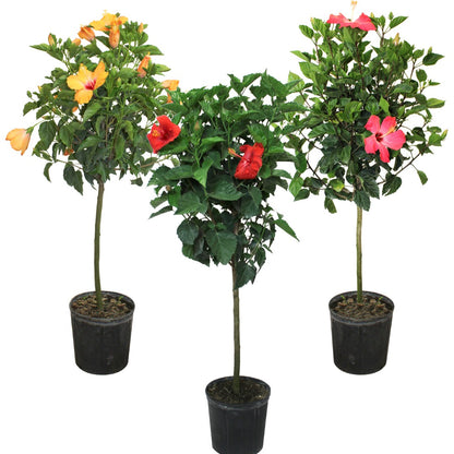Sélection d'Hibiscus sur tige - Rose de Chine