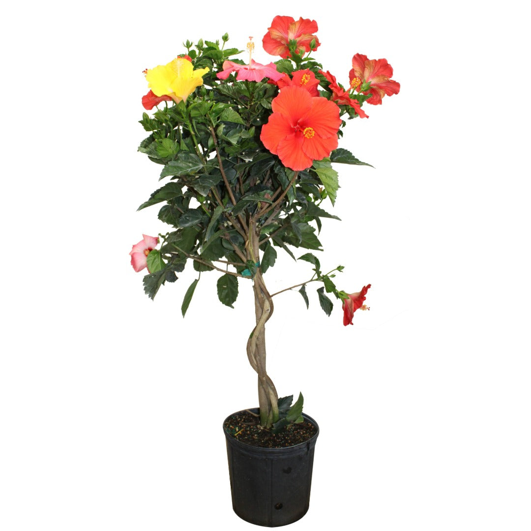 Sélection d'Hibiscus sur tige - Rose de Chine