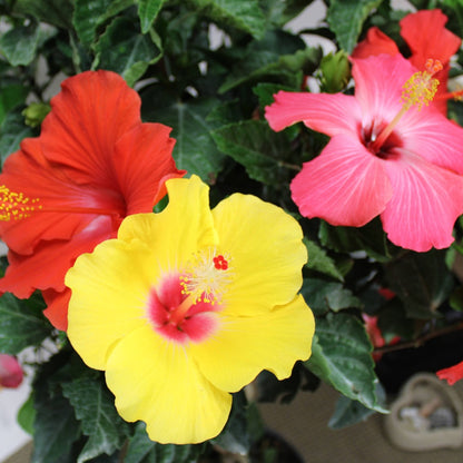 Sélection d'Hibiscus sur tige - Rose de Chine