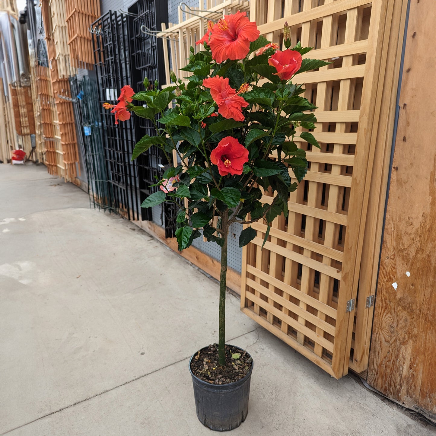 HOLLYWOOD® Tropical Hibiscus