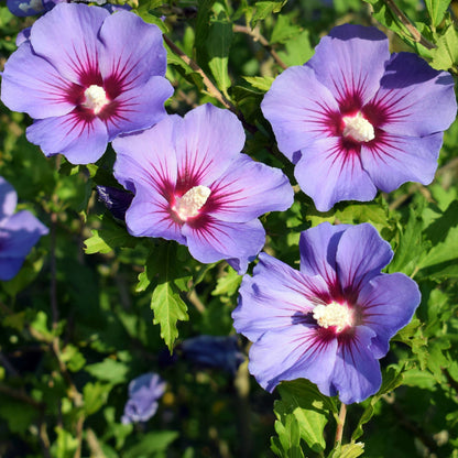 Hibiscus arbustif 'Blue Bird'