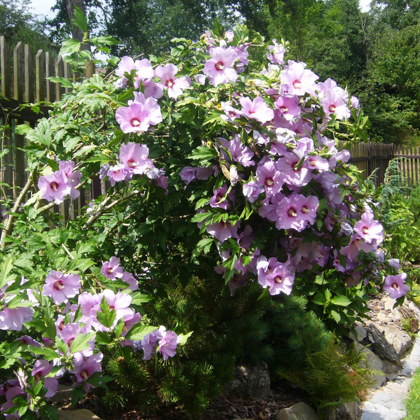 Hibiscus arbustif 'Blue Bird'