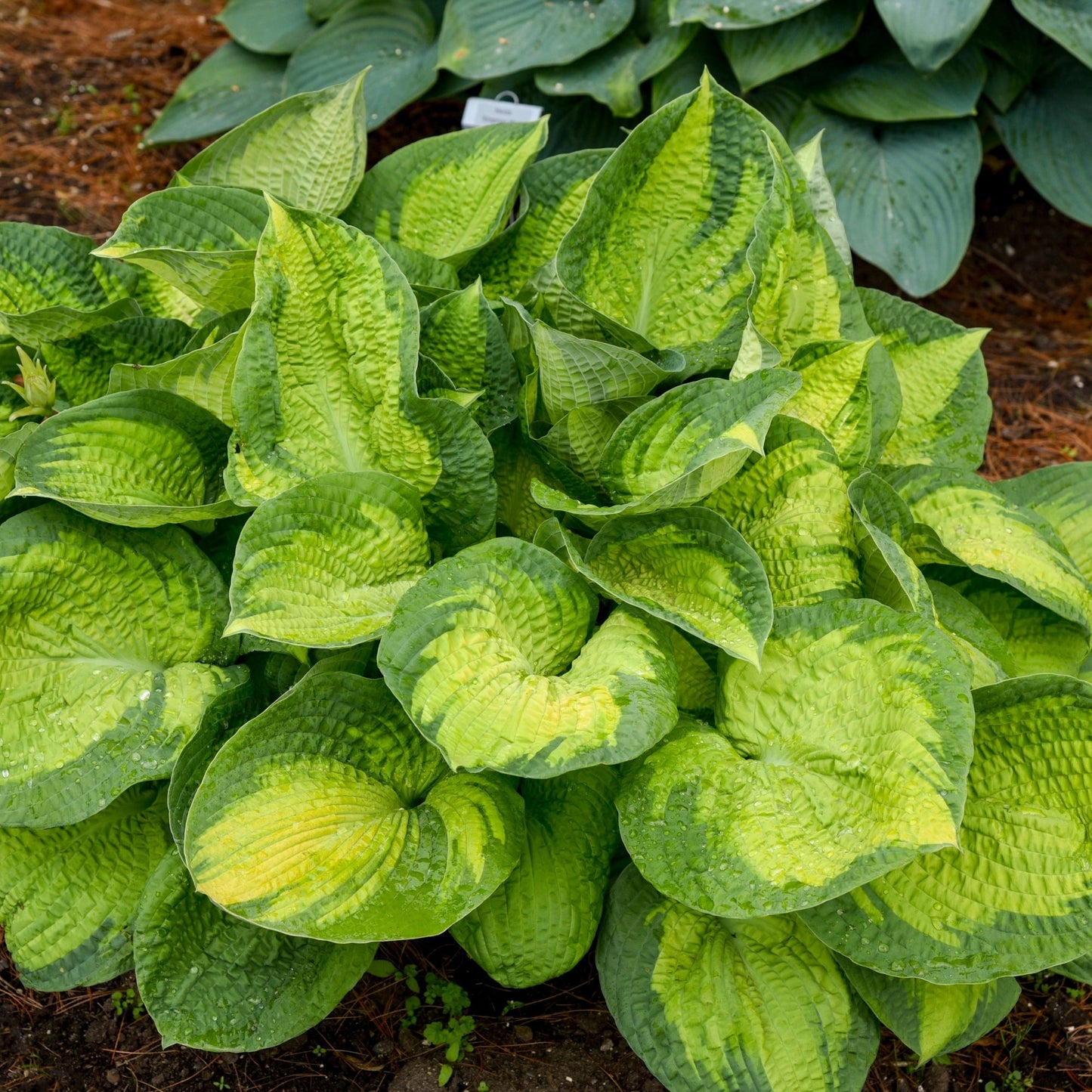 Hosta 'Brother Stefan'