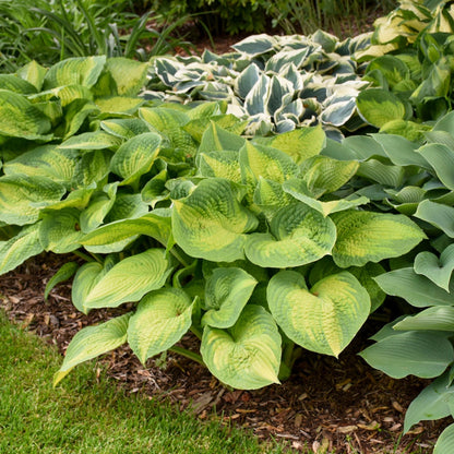 Hosta 'Brother Stefan'