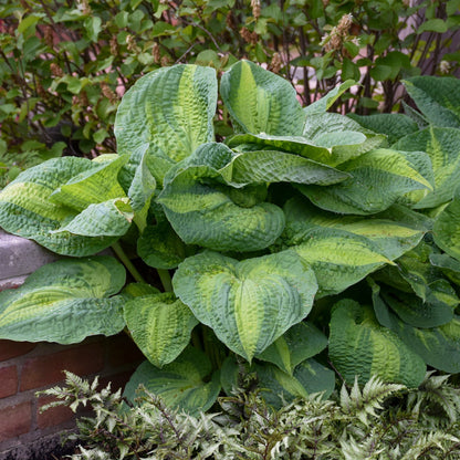 Hosta 'Brother Stefan'