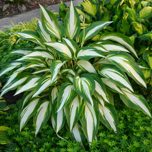 Cool as a Cucumber' Plantain Lily