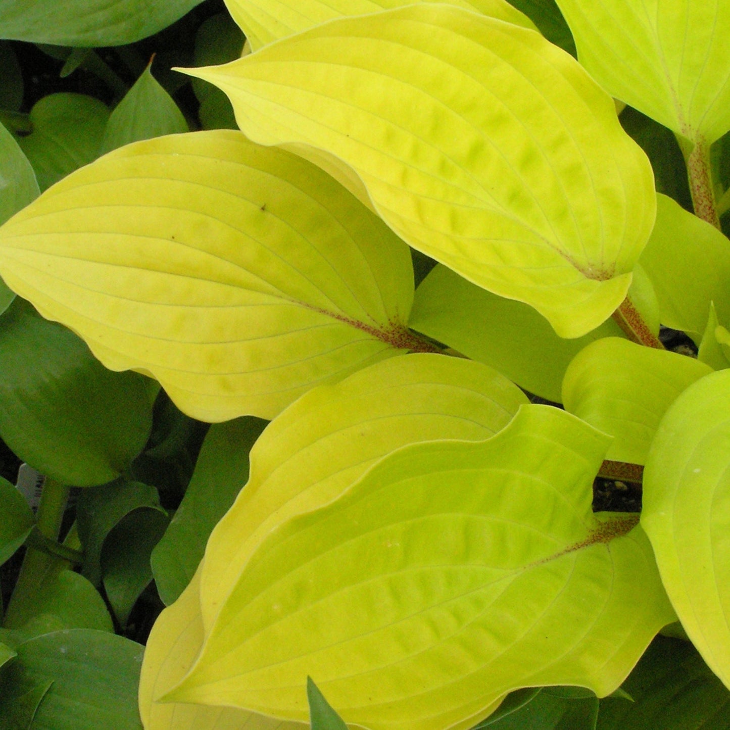 Fire Island' Plantain Lily