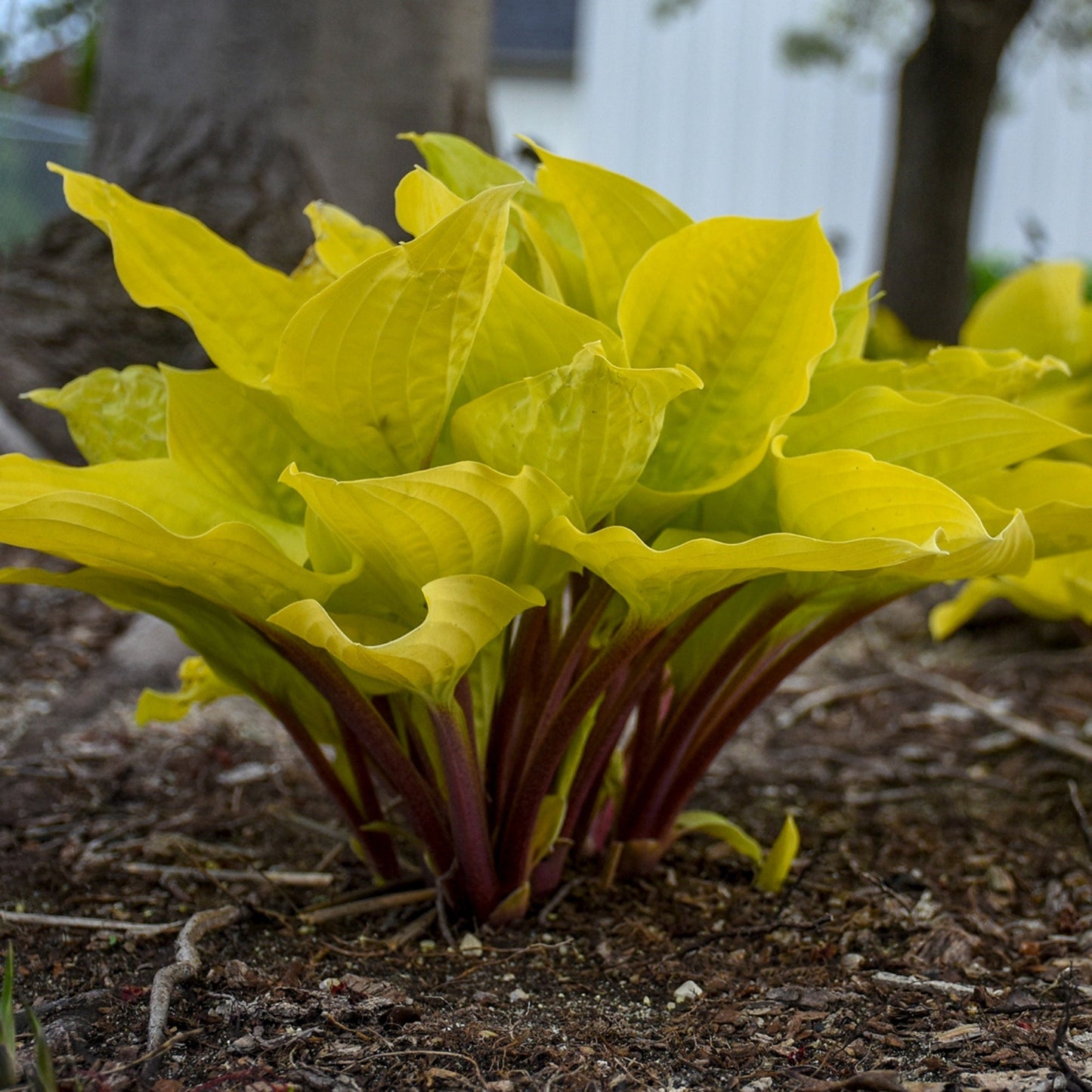 Fire Island' Plantain Lily