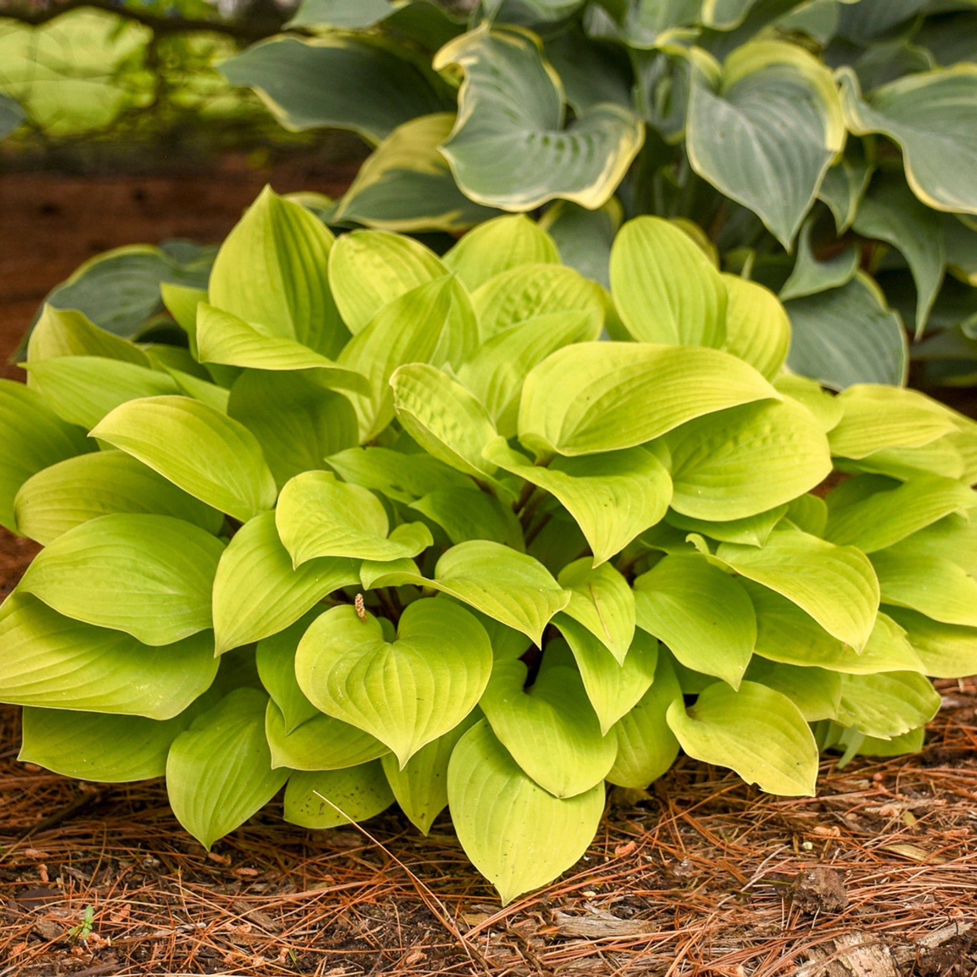 hosta jardin perennials lily flower Fire Island' Plantain Lily – Jardineries Botanix