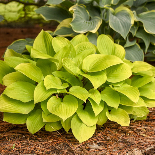 Fire Island' Plantain Lily