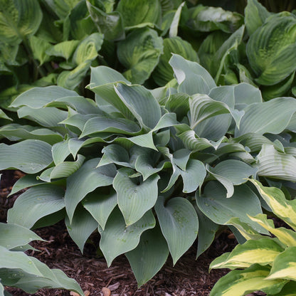 Halcyon' Plantain Lily