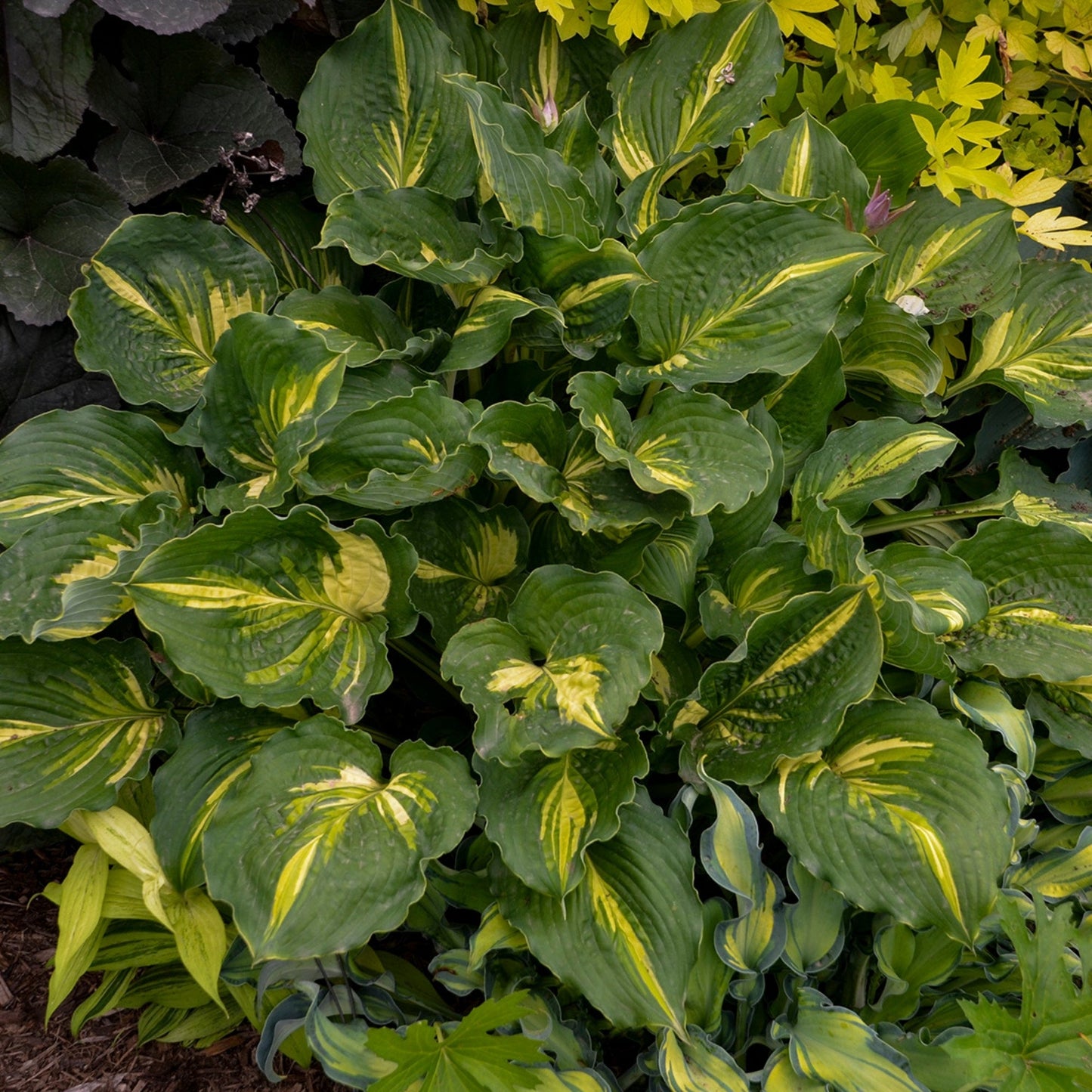 Hosta 'Lakeside Paisley Print'