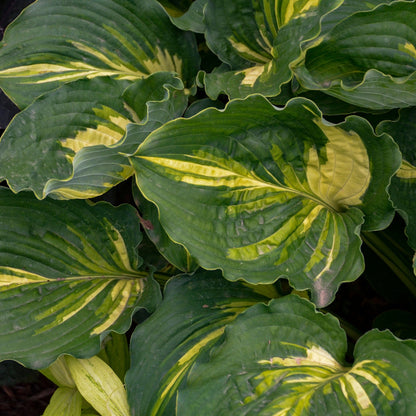 Hosta 'Lakeside Paisley Print'