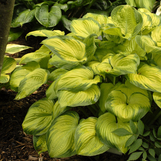 Old Glory' Plantain Lily