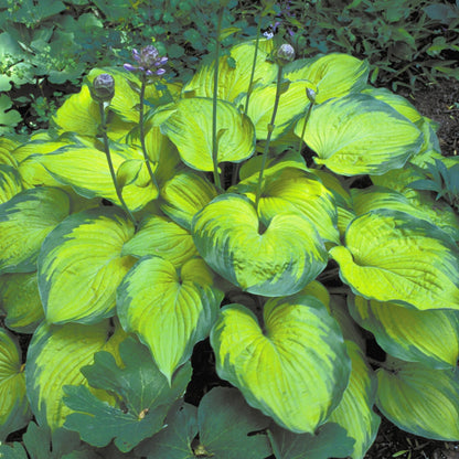 Hosta 'Old Glory'