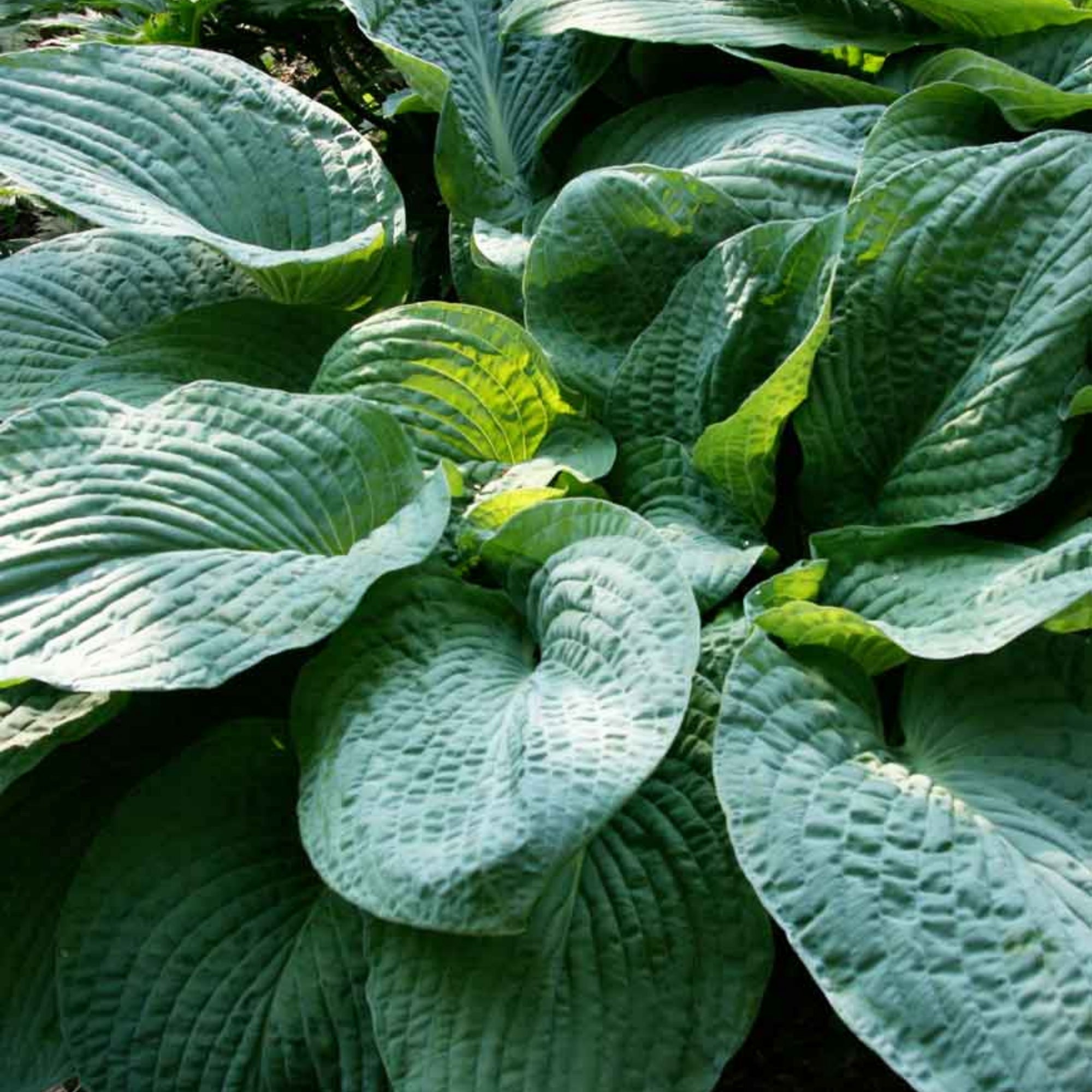Graines De Plantes Hosta Bleu-vert - Lot De 100 Graines Fraîches - Pour Jardin Intérieur Et Extérieur