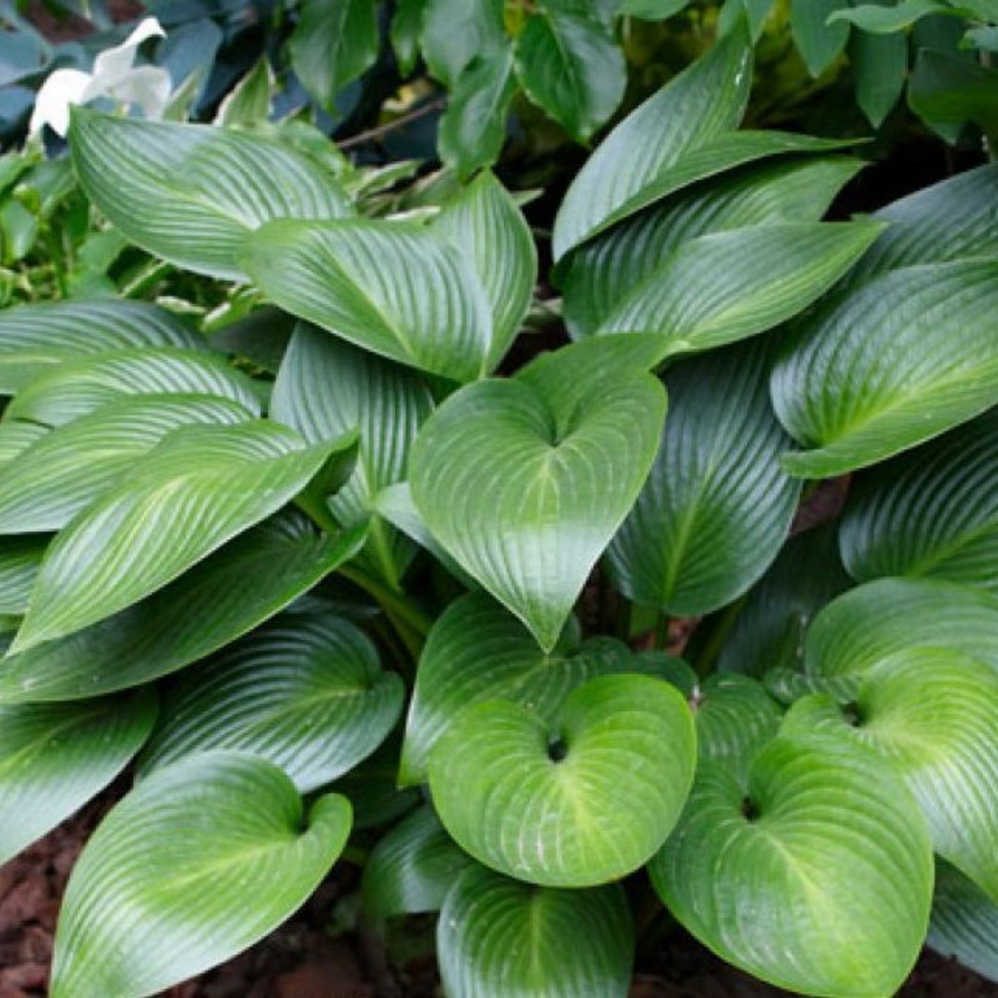 Hosta 'Osiris Louis Cyr'