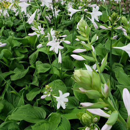 hosta jardin perennials lily flower Osiris Louis Cyr' Plantain Lily – Jardineries Botanix