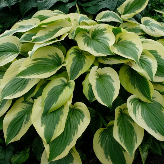 Hosta 'Osiris Pacha'